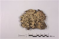 藏品(雪花衣屬)的圖片